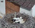 Capi_Dubne_20260703_085003.jpg