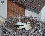Capi_Dubne_20260703_085503.jpg