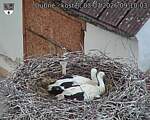 Capi_Dubne_20260703_091003.jpg