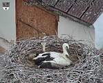 Capi_Dubne_20260703_091503.jpg