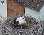 Capi_Dubne_20260703_092503.jpg