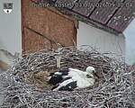 Capi_Dubne_20260703_093004.jpg