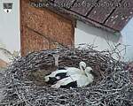 Capi_Dubne_20260703_094503.jpg