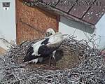 Capi_Dubne_20260703_095002.jpg