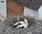 Capi_Dubne_20260703_100004.jpg