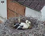 Capi_Dubne_20260703_101003.jpg