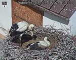 Capi_Dubne_20260703_101503.jpg