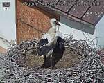 Capi_Dubne_20260703_102503.jpg