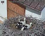 Capi_Dubne_20260703_103503.jpg