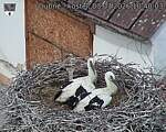 Capi_Dubne_20260703_104003.jpg