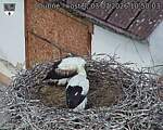 Capi_Dubne_20260703_105003.jpg