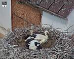 Capi_Dubne_20260703_110504.jpg