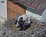 Capi_Dubne_20260703_111003.jpg