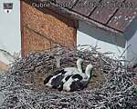 Capi_Dubne_20260703_112503.jpg