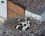 Capi_Dubne_20260703_113003.jpg