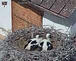 Capi_Dubne_20260703_114003.jpg