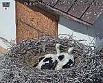 Capi_Dubne_20260703_115004.jpg