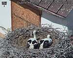 Capi_Dubne_20260703_120003.jpg