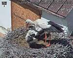 Capi_Dubne_20260703_121003.jpg