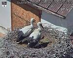 Capi_Dubne_20260703_130003.jpg