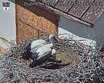 Capi_Dubne_20260703_130502.jpg