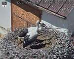 Capi_Dubne_20260703_131503.jpg