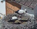 Capi_Dubne_20260703_132003.jpg