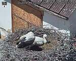 Capi_Dubne_20260703_132504.jpg