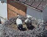 Capi_Dubne_20260703_135503.jpg