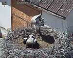 Capi_Dubne_20260703_140003.jpg