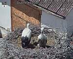 Capi_Dubne_20260703_140502.jpg