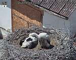 Capi_Dubne_20260703_142003.jpg