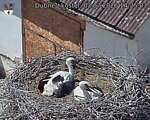 Capi_Dubne_20260703_142503.jpg