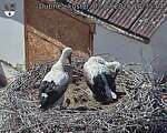 Capi_Dubne_20260703_143504.jpg