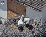Capi_Dubne_20260703_150003.jpg