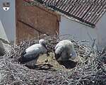 Capi_Dubne_20260703_153003.jpg