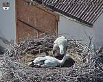 Capi_Dubne_20260703_155503.jpg