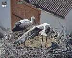 Capi_Dubne_20260703_160003.jpg