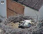Capi_Dubne_20260703_164003.jpg
