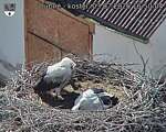 Capi_Dubne_20260703_165004.jpg