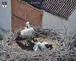 Capi_Dubne_20260703_170003.jpg