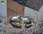 Capi_Dubne_20260703_170503.jpg