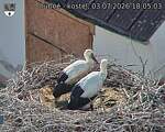 Capi_Dubne_20260703_180503.jpg