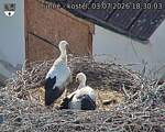 Capi_Dubne_20260703_183003.jpg