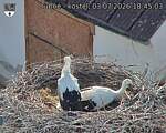 Capi_Dubne_20260703_184503.jpg