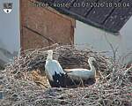 Capi_Dubne_20260703_185004.jpg