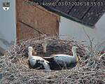 Capi_Dubne_20260703_185503.jpg