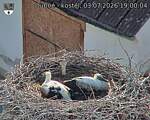 Capi_Dubne_20260703_190004.jpg