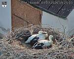 Capi_Dubne_20260703_192503.jpg