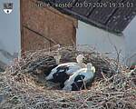 Capi_Dubne_20260703_193503.jpg